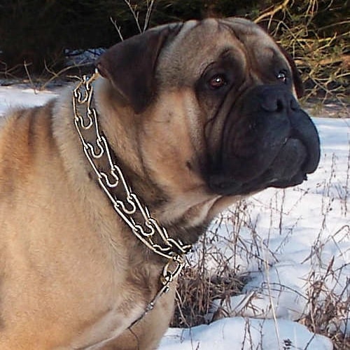 Строгий ошейник полуудавка для дрессировки бульмастифа «Dog Training Equipment» 